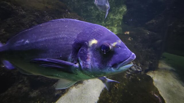 Close up of a  of yellow snapper fish swimming around a coral reef underwater
