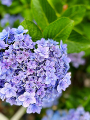 Obraz premium 0022.Hydrangea