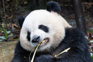Obraz premium Close up Funny Pose of Male Panda, Ao Liao aka Oreo , Panda Valley