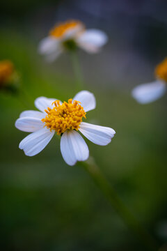 Close up of a beautiful white bidens pilosa flower blooming in the garden