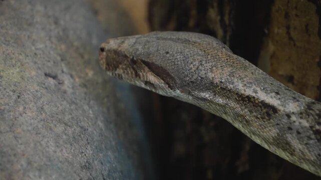 Close up of a python or Boa constrictor snake head slowly moving over rocks with the tongue coming out.