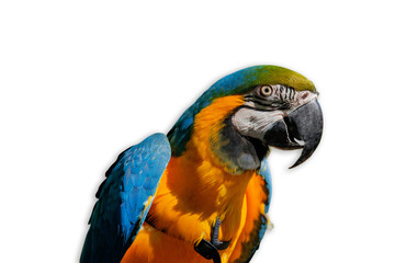 Fototapeta premium blue and yellow macaw parrot side view white background tropical bird exotic wildlife colorful feathers vibrant nature safari zoo with copy space for banner design concept of zoology, travel, ecology