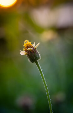 Close up of a tridax procumbens daisy bud under warm morning sunlight