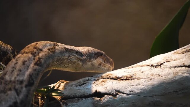 Close up of a python or Boa constrictor snake head slowly moving over rocks with the tongue coming out.
