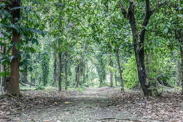 Shaded stone path through tropical forest. Leaf litter trail framed by lush trees. Natural jungle walkway for serene travel © Joko