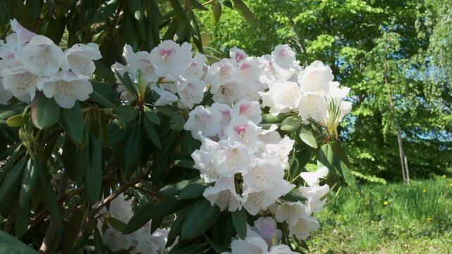 Bright white flowers dance in the breeze while bees buzz cheerfully around them.