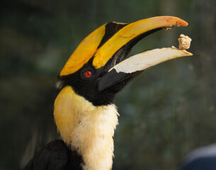 Close-Up Portrait of a Hornbill Bird © 纪 曹