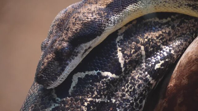 Close up of a python or Boa constrictor snake head slowly moving over rocks with the tongue coming out.