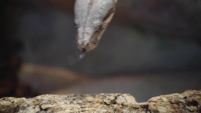 Close up of a python or Boa constrictor snake head slowly moving over rocks with the tongue coming out.