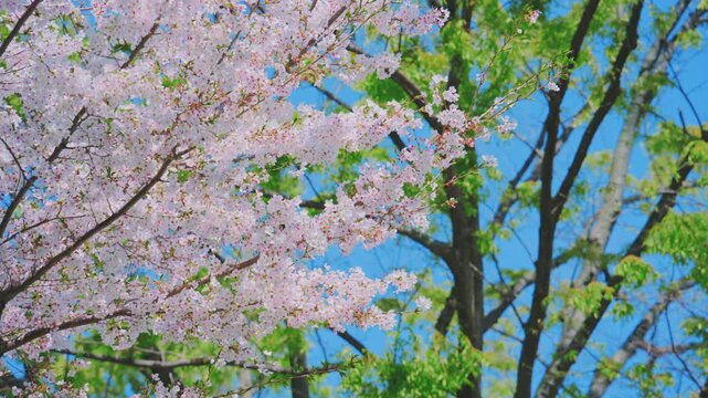 4K スローモーション　日本の春の風景、多摩川沿いの美しい桜並木と桜吹雪
