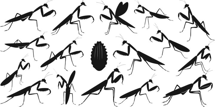 Praying Mantis Insect Silhouette Collection in Various Poses for Nature and Biology Design