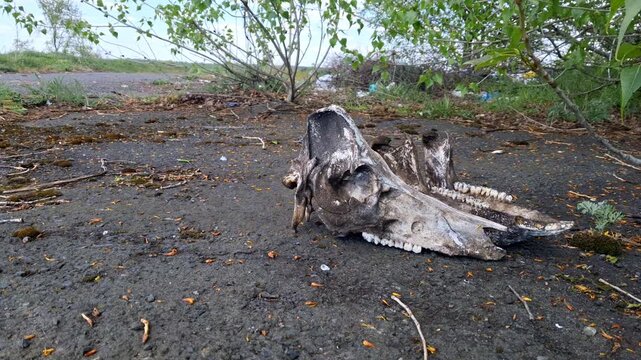Close-up of a pig skull in a city dump.