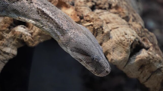 Close up of a python or Boa constrictor snake head slowly moving over rocks with the tongue coming out.