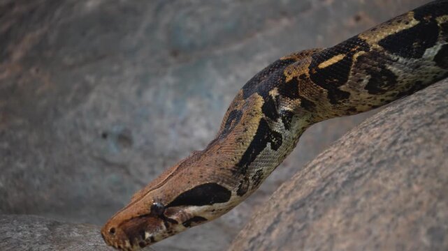 Close up of a python or Boa constrictor snake head slowly moving over rocks with the tongue coming out.