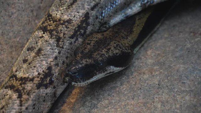 Close up of a python or Boa constrictor snake head slowly moving over rocks with the tongue coming out.