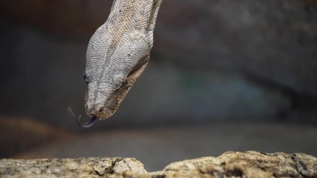 Close up of a python or Boa constrictor snake head slowly moving over rocks with the tongue coming out.