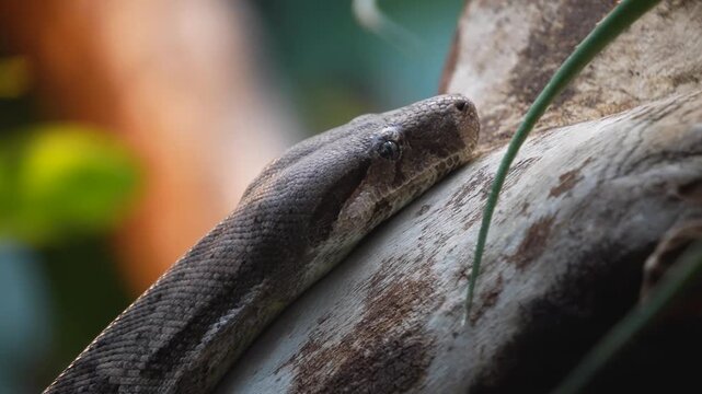 Close up of a python or Boa constrictor snake head slowly moving over rocks with the tongue coming out.
