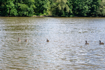 Many Canada geese ( Branta canadensis ) swimming in the water near the river bank © Claudia Evans 