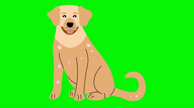 Canine Hair Loss Condition Vector animation Flat cartoon puppy with patchy skin spots and fur thinning, created for veterinary awareness, pet ,green screen