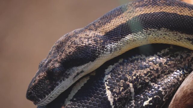 Close up of a python or Boa constrictor snake head slowly crawling over rocks with the tongue coming out.