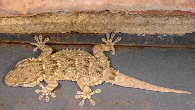 Close-up from above of a gecko on a rusty metal background