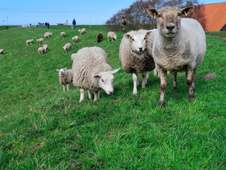 Fototapeta premium Portrait of three sheep on the dike