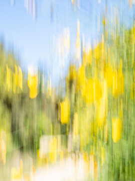 Abstract spring nature background with yellow flowers and blue sky motion blur