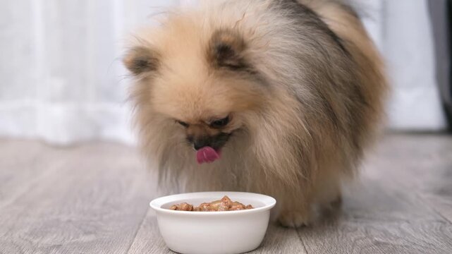 Pomeranian dog eating from a ceramic bowl indoors