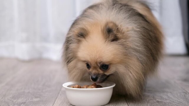 Pomeranian dog eating from a ceramic bowl indoors