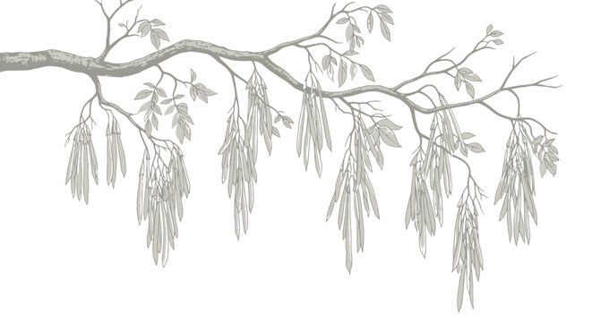 Vintage botanical ash tree branch vector, hand drawn fraxinus excelsior foliage with hanging seeds, antique style tree limb illustration for nature design