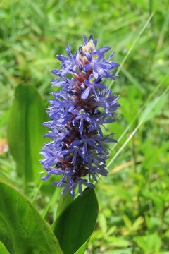 Blue pickerel weed (Pontederia cordata) in Florida nature