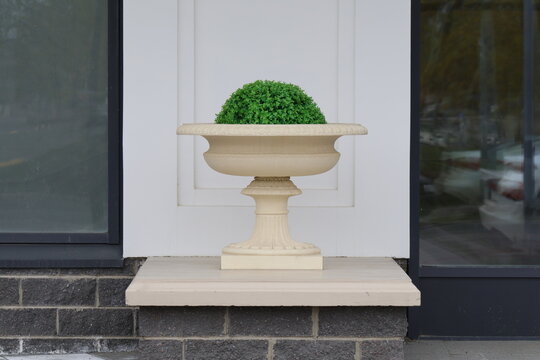 Classical stone urn, adorned with intricate molding, sits proudly on a raised ledge beside a modern building entrance. The urn cradles a perfectly rounded topiary of vibrant green foliage, blending ti