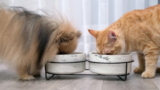 A fluffy Pomeranian dog and an orange kitten stand side by side eating from matching white pet bowls on a neutral background