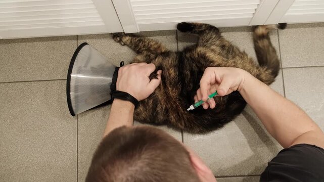 A man holds a cat to inject with a syringe. A pet in an Elizabethan collar. Rabies vaccine. The pet is nervous. Medical procedures for the treatment of cats. High quality 4K footage.
