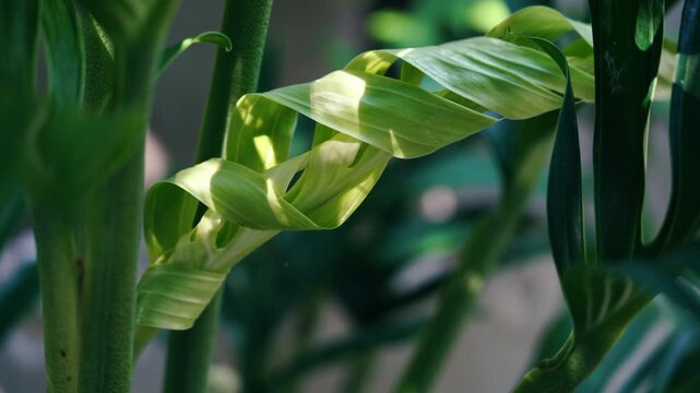Emerging Monstera leaf unfurling, Tropical botanical green foliage with dramatic sunlight and deep teal shadows.