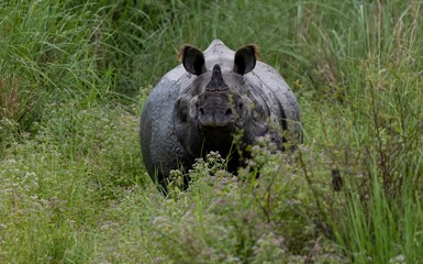 Close encounter with a One horn rhino at Kaziranga National Park, Assam. © Chirantanu