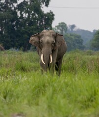 Fototapeta premium Wild elephant in the grass.