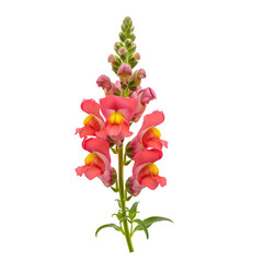 Fototapeta premium Snapdragon flower stem for cottage garden catalog and florist reference, pink antirrhinum bloom suited to seed packet artwork, nursery sale page, botanical lesson and seasonal greeting card use