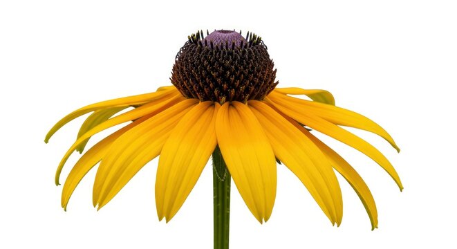 Vibrant yellow Black-eyed Susan flower (Rudbeckia) isolated on a white background, showing its dark central cone and drooping petals