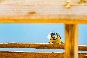 Cyanistes caeruleus, Eurasian Blue Tit, on a sunny day in spring © Martin Erdniss