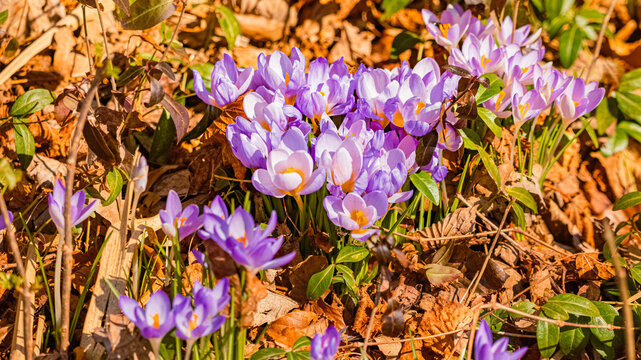 Crocus flowers on a sunny day in spring at Lake Chiemsee, Chieming, Chiemgau, Traunstein, Bavaria, Germany