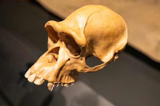 skull of an ancient human ancestor