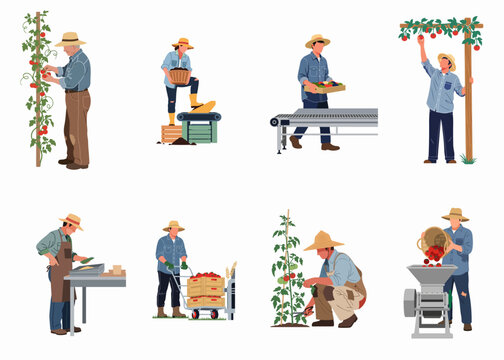 Flat vector illustration set of farmers harvesting, sorting, and processing tomatoes and various crops on a farm, showcasing agricultural activities and labor.