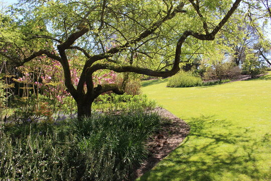 Parc floral d'Apremont-sur-Allier : un massif &agrave; l'ombre d'un bel arbre