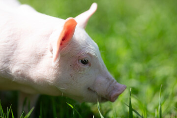 Healthy free-range piglets grazing in lush green grass. A picturesque scene of young domestic swine enjoying a sunny meadow, representing ethical animal husbandry, organic agriculture, and eco-friendl © Bogdan