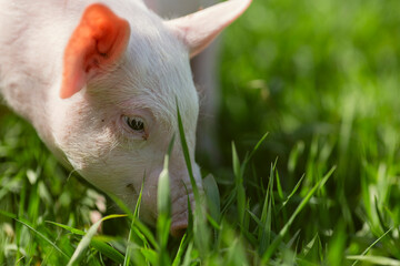 Healthy free-range piglets grazing in lush green grass. A picturesque scene of young domestic swine enjoying a sunny meadow, representing ethical animal husbandry, organic agriculture, and eco-friendl © Bogdan