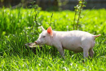 Healthy free-range piglets grazing in lush green grass. A picturesque scene of young domestic swine enjoying a sunny meadow, representing ethical animal husbandry, organic agriculture, and eco-friendl © Bogdan
