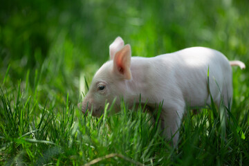 Healthy free-range piglets grazing in lush green grass. A picturesque scene of young domestic swine enjoying a sunny meadow, representing ethical animal husbandry, organic agriculture, and eco-friendl © Bogdan