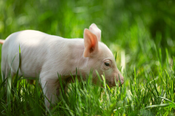 Cute young pink and spotted piglets exploring and walking in lush green grass. Free-range baby pigs foraging in a sunny summer meadow. Organic farming and agriculture concept. © Bogdan
