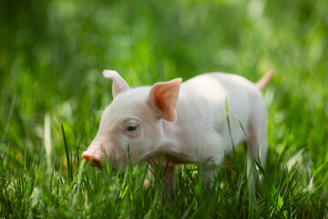 Cute young pink and spotted piglets exploring and walking in lush green grass. Free-range baby pigs foraging in a sunny summer meadow. Organic farming and agriculture concept. © Bogdan